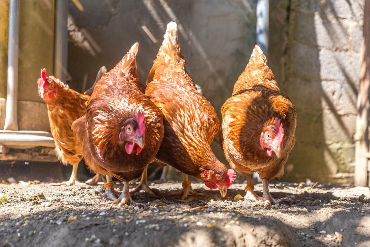 Ferienwohnung Andrea Pohl  エクステリア 写真